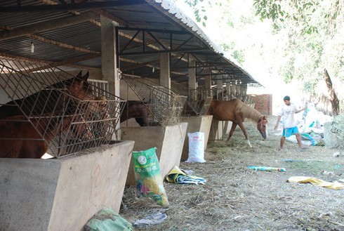Nơi mỗi con ngựa có giá bán hàng trăm triệu đồng - ảnh 5