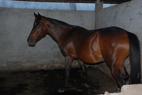 Nơi mỗi con ngựa có giá bán hàng trăm triệu đồng - ảnh 3