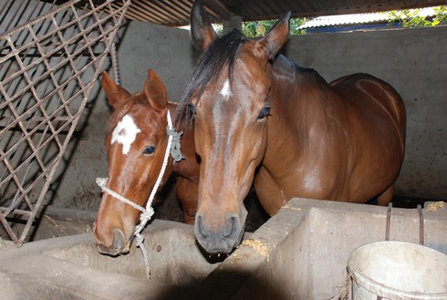 Nơi mỗi con ngựa có giá bán hàng trăm triệu đồng - ảnh 4