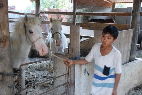 Nơi mỗi con ngựa có giá bán hàng trăm triệu đồng - ảnh 1