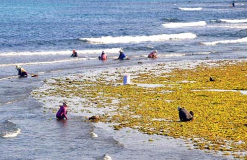 Cảnh báo suy giảm và cạn kiệt tài nguyên biển - ảnh 1