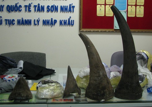 13kg sừng tê giác Châu Phi “đi máy bay” về Việt Nam - ảnh 1