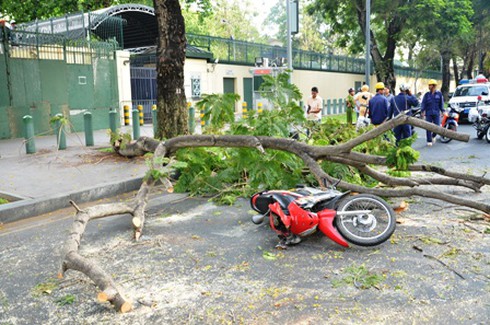 Tai nạn hi hữu: Trời lặng gió, cây gãy đè trúng 2 cô gái đi đường - ảnh 3