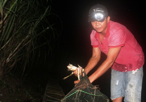 Mưa miền Tây, rủ nhau đi soi ếch - ảnh 1