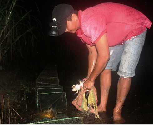 Mưa miền Tây, rủ nhau đi soi ếch - ảnh 2