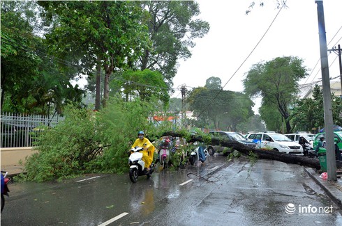TP.HCM: Mưa lớn, cây xanh bật gốc đè trúng người đi đường - ảnh 5