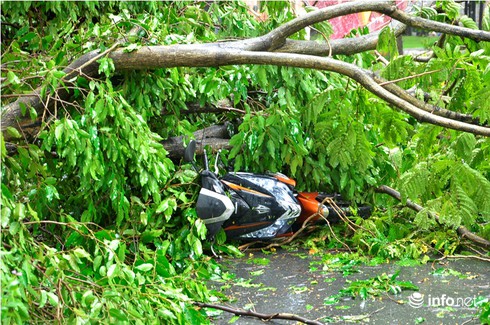 TP.HCM: Mưa lớn, cây xanh bật gốc đè trúng người đi đường - ảnh 6