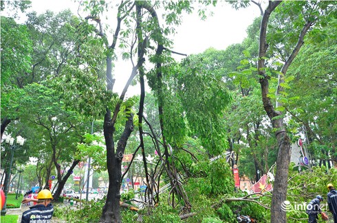 TP.HCM: Mưa lớn, cây xanh bật gốc đè trúng người đi đường - ảnh 7