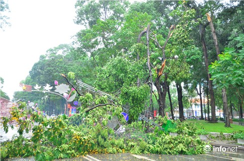 TP.HCM: Mưa lớn, cây xanh bật gốc đè trúng người đi đường - ảnh 8