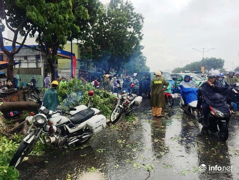 TP.HCM: Mưa lớn, cây xanh bật gốc đè trúng người đi đường - ảnh 2