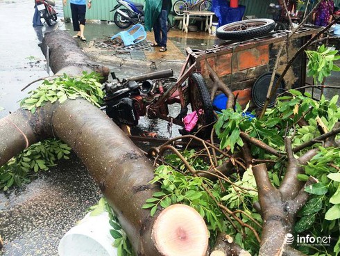 TP.HCM: Mưa lớn, cây xanh bật gốc đè trúng người đi đường - ảnh 4