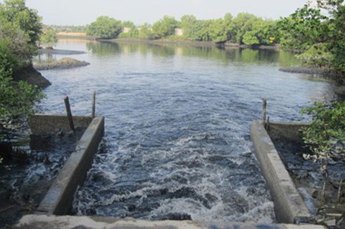 TP.Vũng Tàu: Cơ sở chế biến hải sản xả thải gây ô nhiễm môi trường - ảnh 1