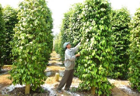 Huyện Hớn Quản chú trọng công tác quy hoạch cán bộ lãnh đạo - ảnh 1