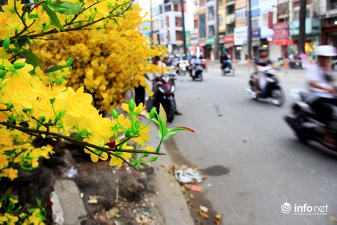 Hoa vải cao cấp giá hơn chục triệu