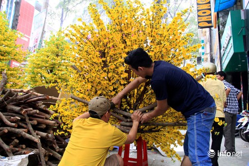Hoa vải cao cấp giá hơn chục triệu