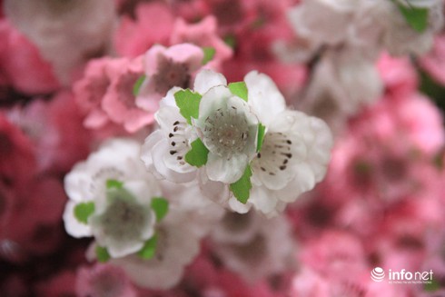 Hoa vải cao cấp giá hơn chục triệu