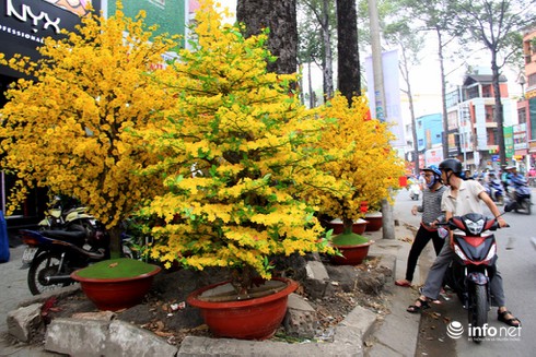 Hoa vải cao cấp giá hơn chục triệu