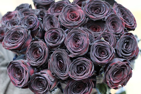 Người dân TP.HCM thích thú hoa hồng đen nhung độc, lạ cho ngày 8/3 - ảnh 4