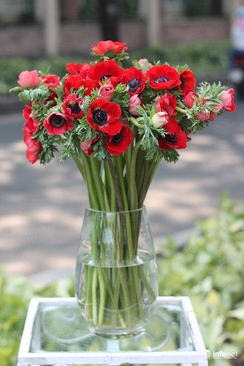 Người dân TP.HCM thích thú hoa hồng đen nhung độc, lạ cho ngày 8/3 - ảnh 1