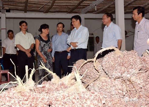 Kết luận vụ nông dân trồng hành tím bị mù mắt tại Sóc Trăng - ảnh 1