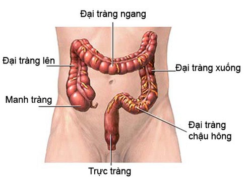 Bị táo bón lâu ngày, đề phòng sa trực tràng - ảnh 1