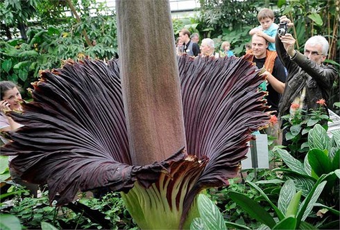 Bông hoa 'nữ hoàng thịt thối' đã khoe sắc - ảnh 1