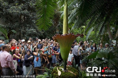 Bông hoa 'nữ hoàng thịt thối' đã khoe sắc - ảnh 2