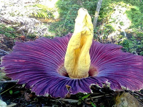 Bông hoa 'nữ hoàng thịt thối' đã khoe sắc - ảnh 3