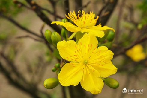 Mai vàng: Khám phá ngay hình ảnh về loài hoa mai vàng đẹp mắt, tươi tắn và tràn đầy sức sống. Loài hoa này mang lại may mắn và sự thịnh vượng cho gia đình vào dịp Tết Nguyên đán, hãy nhấn vào hình ảnh để tận hưởng vẻ đẹp của hoa mai vàng.