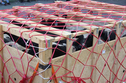 28 chuyến bay đặc biệt của Vinamilk - ảnh 3