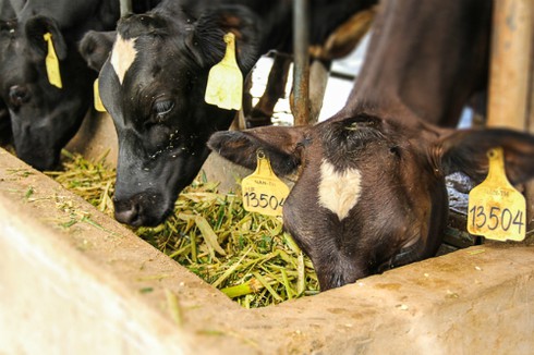 28 chuyến bay đặc biệt của Vinamilk - ảnh 6