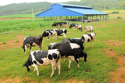 Đại gia ngành sữa với trang trại bò trải khắp Việt Nam - ảnh 2