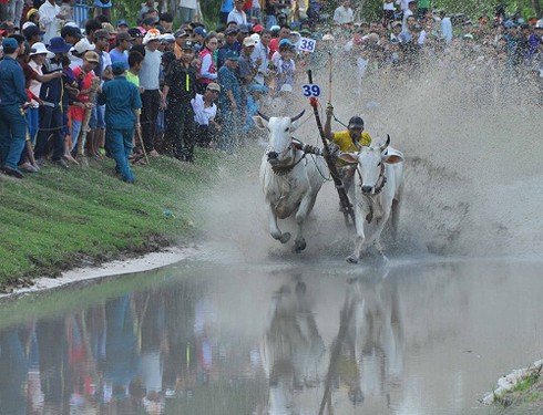 Náo nhiệt lễ hội đua bò Bảy Núi - ảnh 1