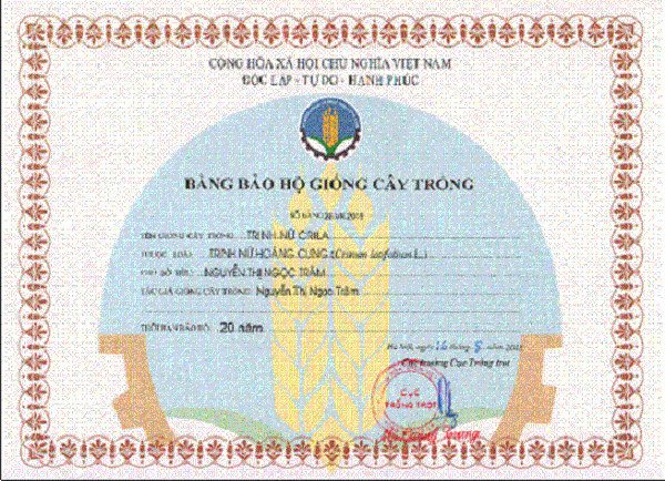 Chế tài chưa đủ mạnh, quyền bảo hộ giống cây Trinh nữ hoàng cung bị xâm phạm - ảnh 2