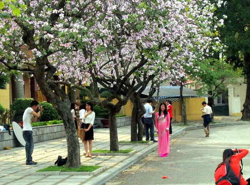Giới trẻ háo hức với “con đường hoa ban” - ảnh 2