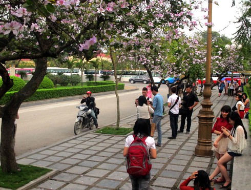 Giới trẻ háo hức với “con đường hoa ban” - ảnh 1