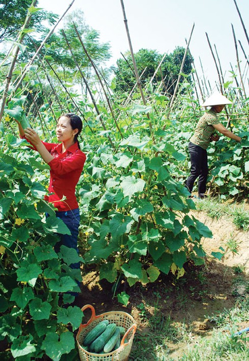 Vai trò của phụ nữ trong xây dựng nông thôn mới - ảnh 1