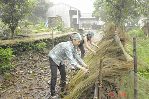 Chổi chít mang lại thu nhập cao - ảnh 2