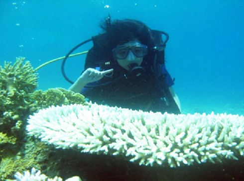 Bảo vệ san hô quý ở bán đảo Sơn Trà - ảnh 1