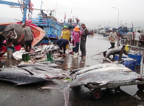 Đà Nẵng: Nhiều chính sách hỗ trợ ngư dân biển - ảnh 1