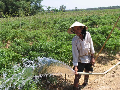 Đà Nẵng: Miễn thuỷ lợi phí cho hơn 6.600ha đất nông nghiệp - ảnh 1