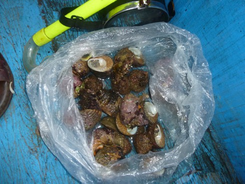 Buông câu lúc hoàng hôn trên biển Sơn Trà - ảnh 23