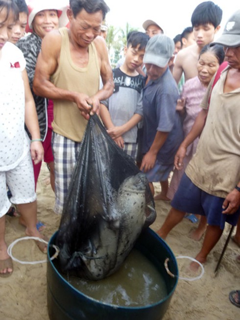 Ly kỳ chuyện ngư dân Đà Nẵng bắt được... hải cẩu! - ảnh 1