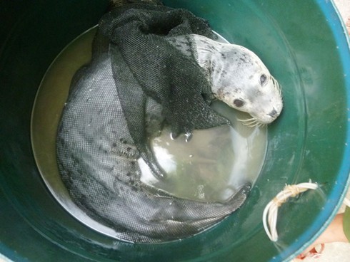 Ly kỳ chuyện ngư dân Đà Nẵng bắt được... hải cẩu! - ảnh 7