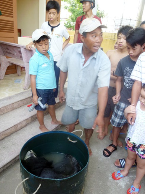 Ly kỳ chuyện ngư dân Đà Nẵng bắt được... hải cẩu! - ảnh 9