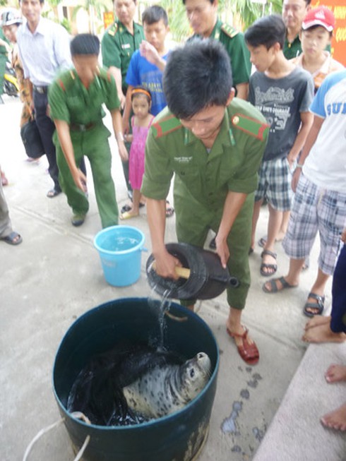 Ly kỳ chuyện ngư dân Đà Nẵng bắt được... hải cẩu! - ảnh 11