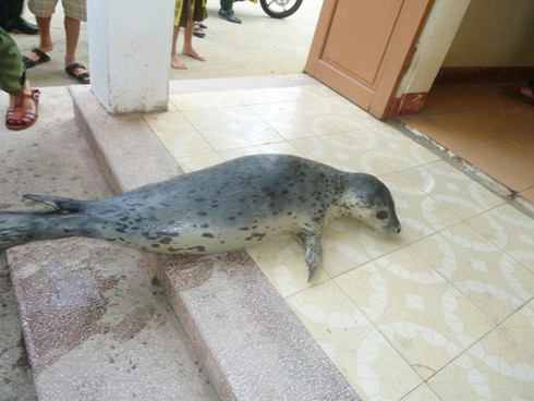 Ly kỳ chuyện ngư dân Đà Nẵng bắt được... hải cẩu! - ảnh 13