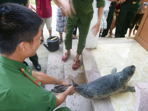Ly kỳ chuyện ngư dân Đà Nẵng bắt được... hải cẩu! - ảnh 14
