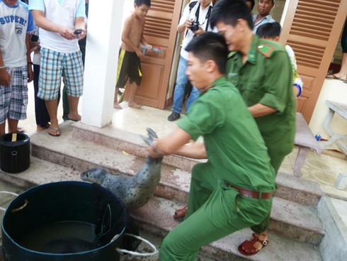 Ly kỳ chuyện ngư dân Đà Nẵng bắt được... hải cẩu! - ảnh 15
