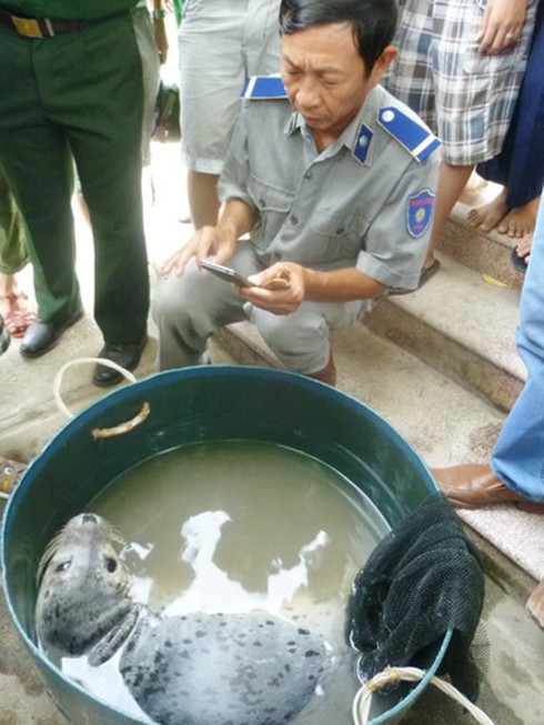 Ly kỳ chuyện ngư dân Đà Nẵng bắt được... hải cẩu! - ảnh 16